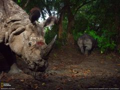 Tapeta National Geographic 654.jpg